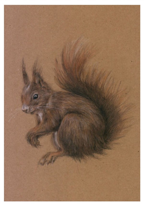 braunes Eichhörnchen A 25-06-19