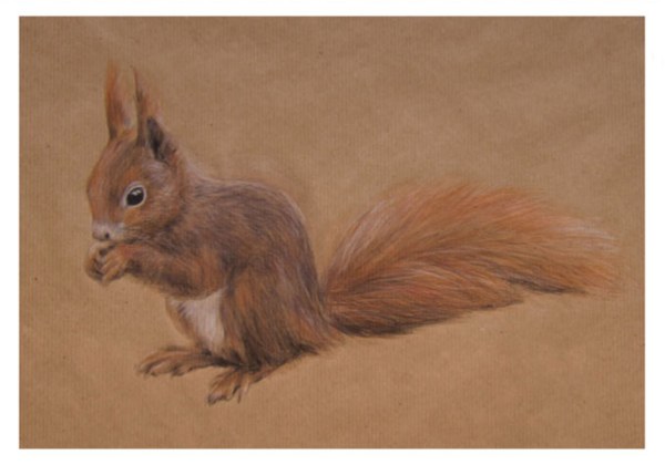 rotes Eichhörnchen C 30/1-07-19