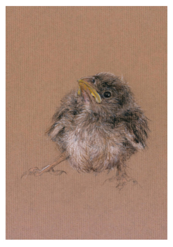 junger Spatz 11-01-21