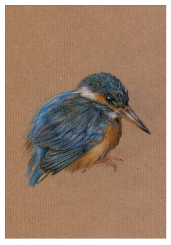 Eisvogel 23-09-20