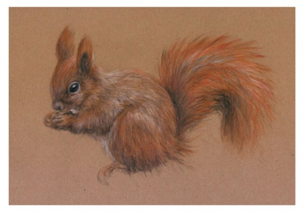 rotes Eichhörnchen B 1/2-07-19