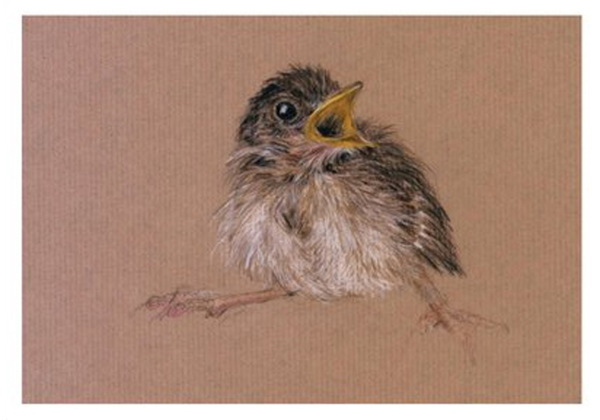junger Spatz 08-01-21