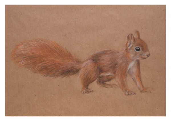 rotes Eichhörnchen "Anouk" 28-06-19